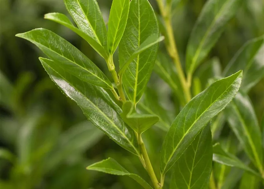 Lorbeerkirsche 'Caucasica' - Hecke