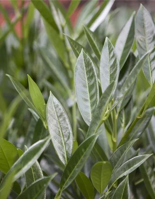 Lorbeerkirsche 'Caucasica' - Hecke