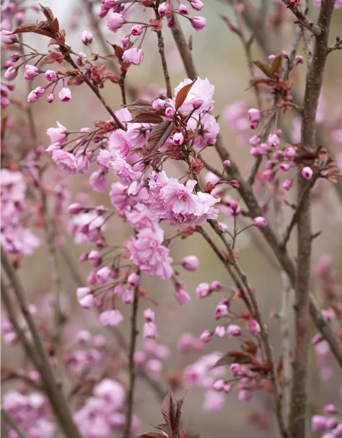 Japanische Nelkenkirsche 'Royal Burgundy'®