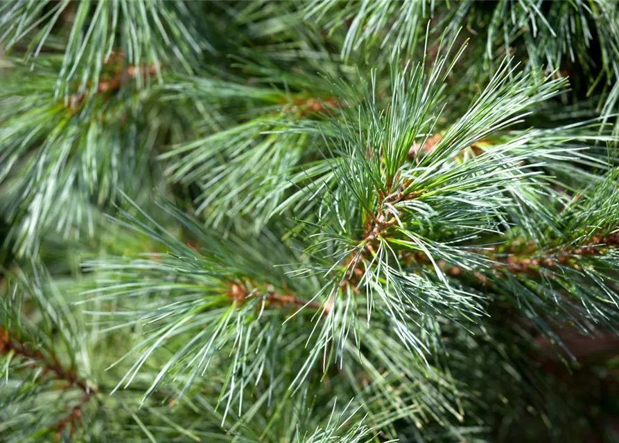 Kleine Tränenkiefer 'Densa Hill'