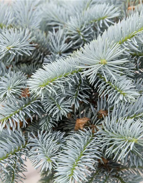 Kleine Blaufichte 'Glauca Globosa'