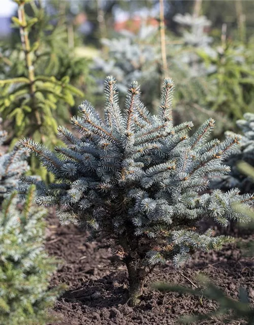 Kleine Blaufichte 'Glauca Globosa'