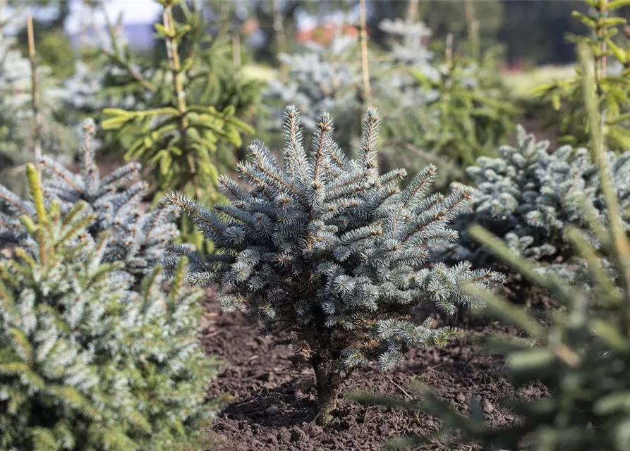 Kleine Blaufichte 'Glauca Globosa'