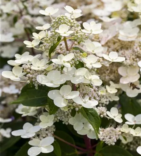 Rispenhortensie 'Confetti'