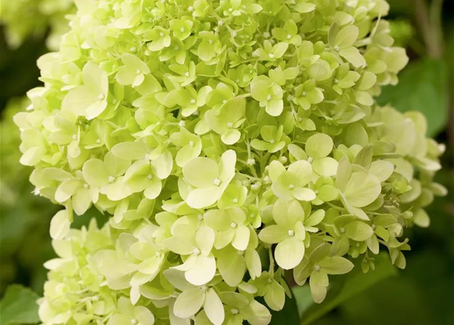 Rispenhortensie 'Limelight'(s)