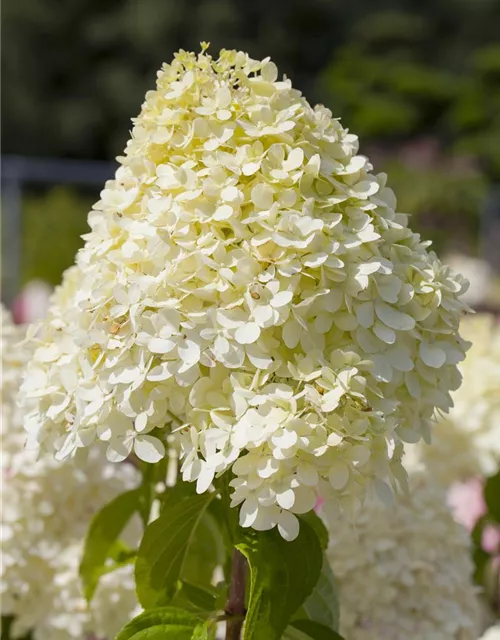 Rispenhortensie 'Limelight'(s)