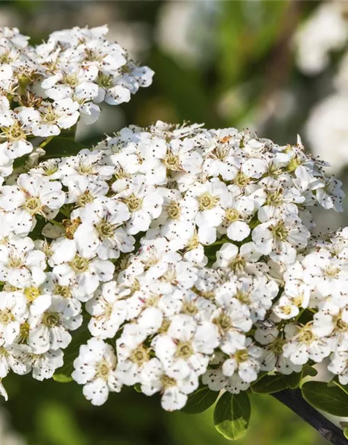 Strauchspiere 'Snowmound'