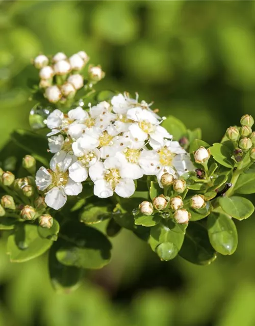 Strauchspiere 'Snowmound'