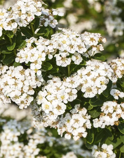 Strauchspiere 'Snowmound'