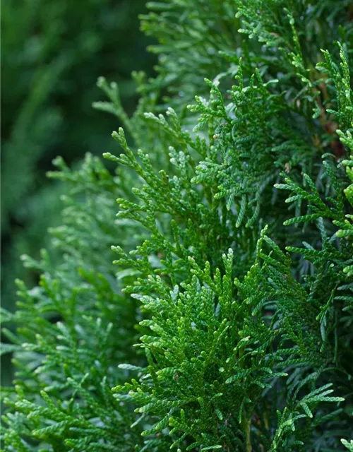 Thuja occidentalis 'Smaragd'