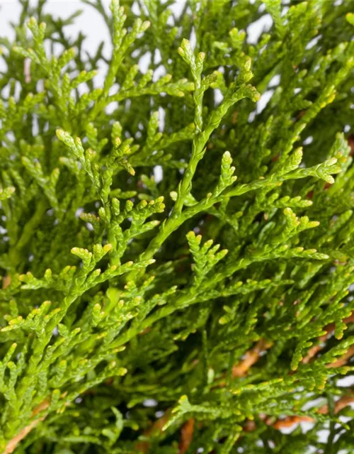 Thuja occidentalis 'Smaragd'