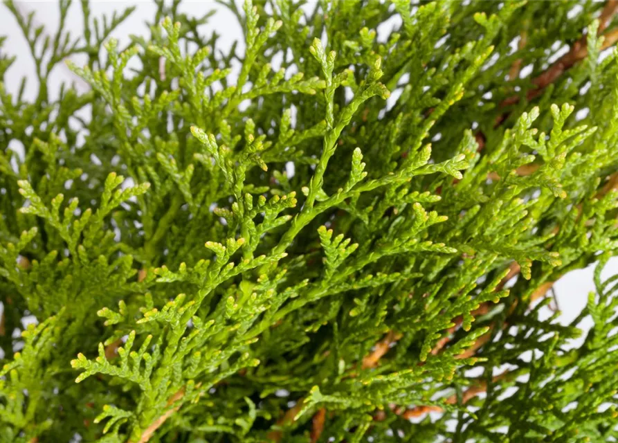 Thuja occidentalis 'Smaragd'