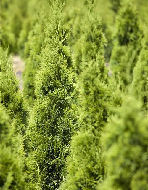 Thuja occidentalis 'Smaragd'