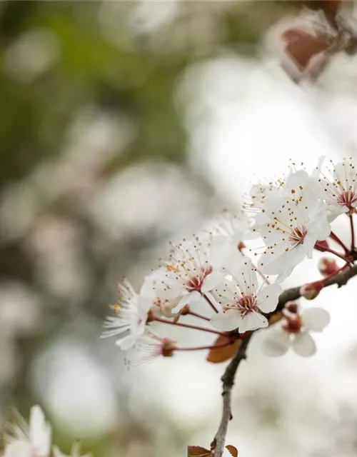 Zierpflaume 'Trailblazer'