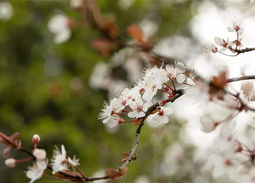 Zierpflaume 'Trailblazer'