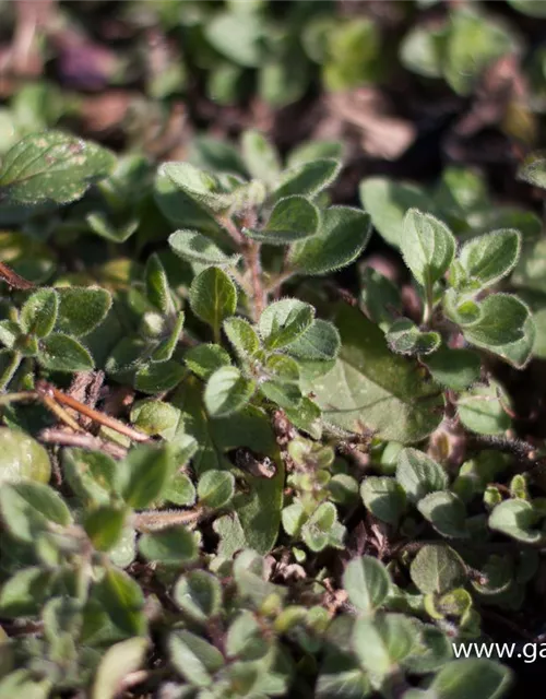 Origanum vulgare ssp.hirtum