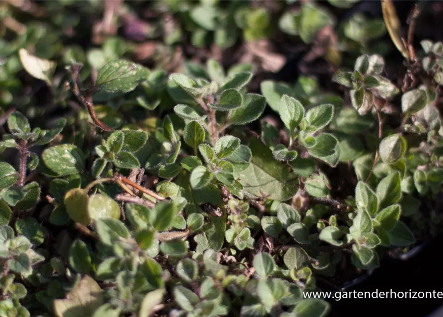 Origanum vulgare ssp.hirtum