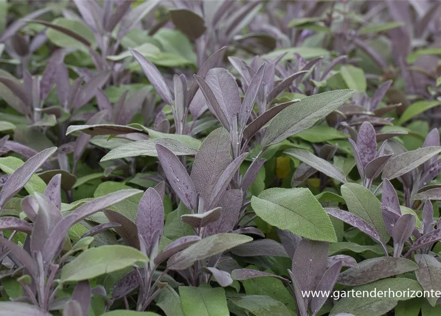 Salvia officinalis 'Purpurascens'