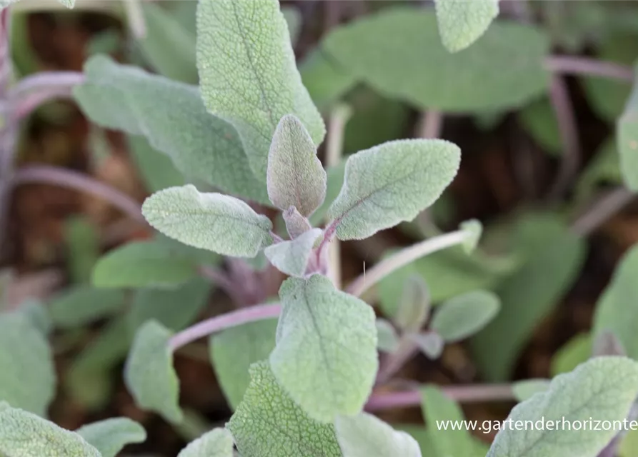 Salvia officinalis 'Purpurascens'