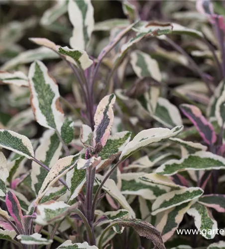 Salvia officinalis 'Tricolor'