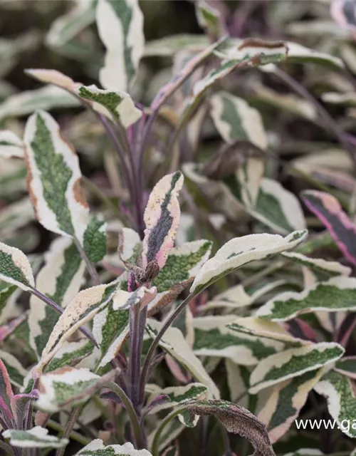 Salvia officinalis 'Tricolor'