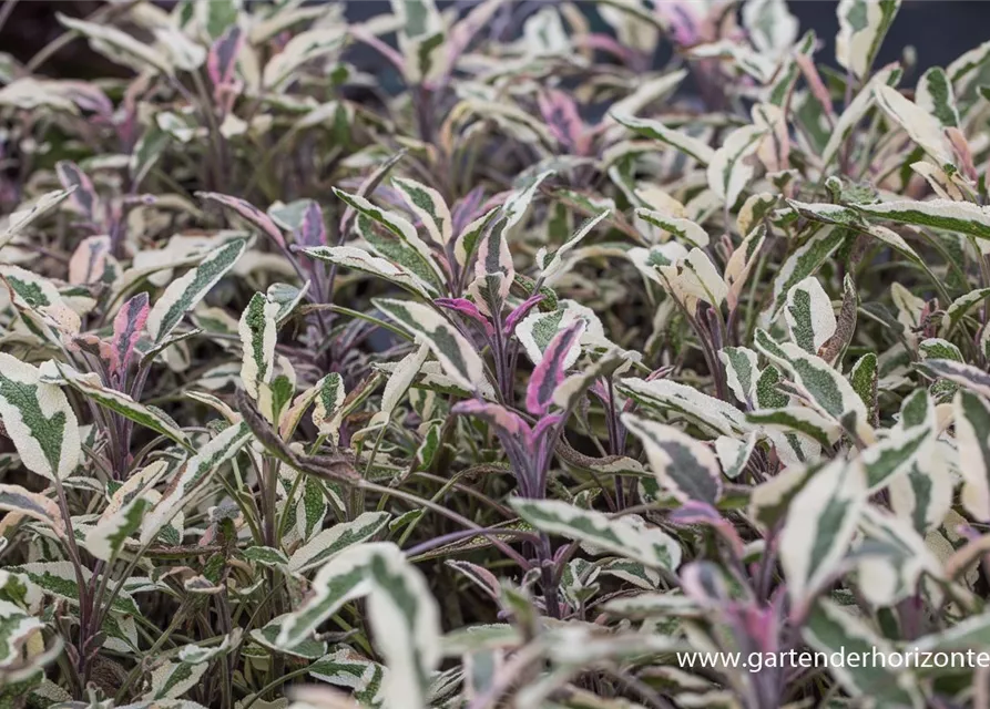 Salvia officinalis 'Tricolor'