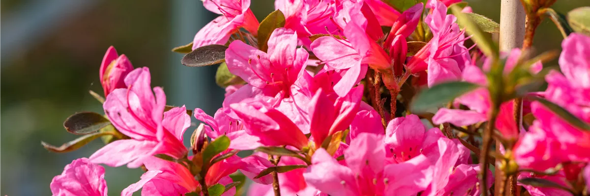 Rhododendron obtusum 'Madame Albert van Hecke'