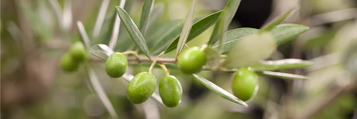 Olea europaea