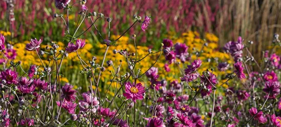 Garten-Herbst-Anemone 'Pamina'