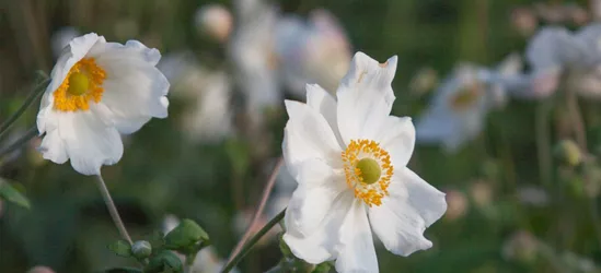 Garten-Herbst-Anemone 'Honorine Jobert'