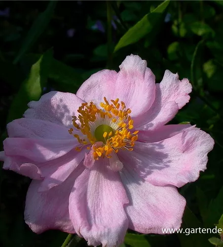 Garten-Herbst-Anemone 'Königin Charlotte'