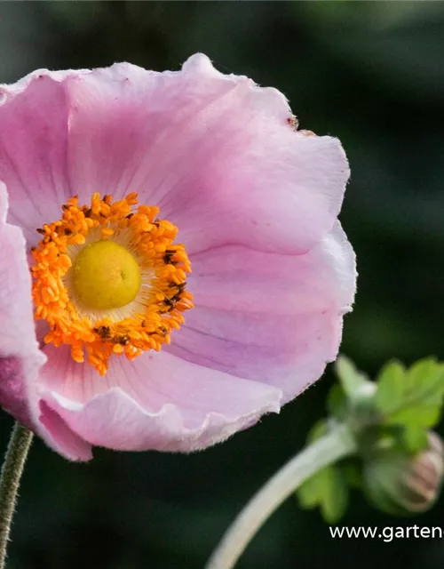 Garten-Herbst-Anemone 'September Charm'