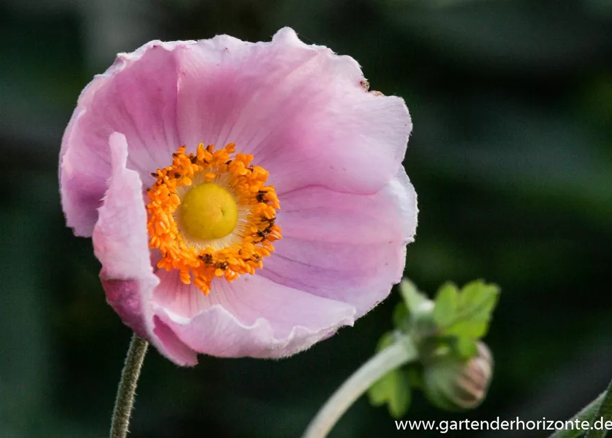 Garten-Herbst-Anemone 'September Charm'