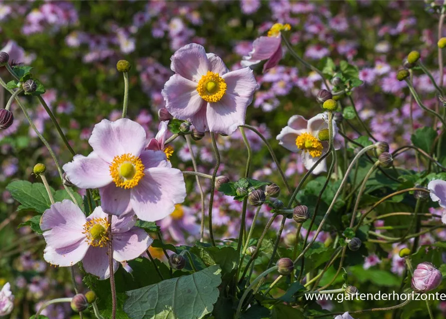 Garten-Herbst-Anemone 'September Charm'