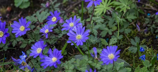 Garten-Strahlen-Windröschen 'Blue Shades'