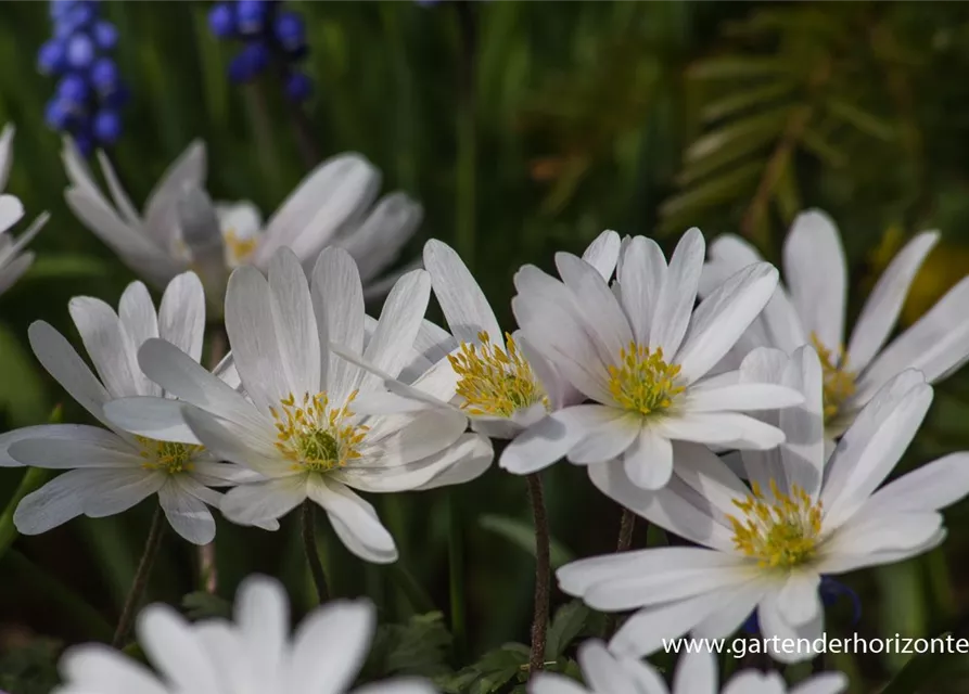 Garten-Strahlen-Windröschen 'White Splendour'