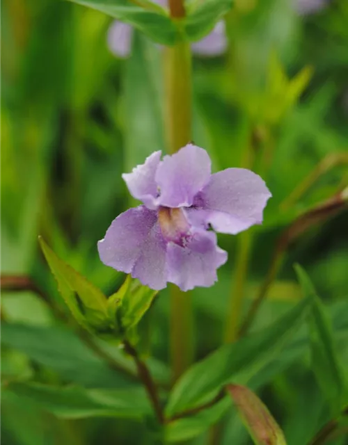 Offene Gauklerblume