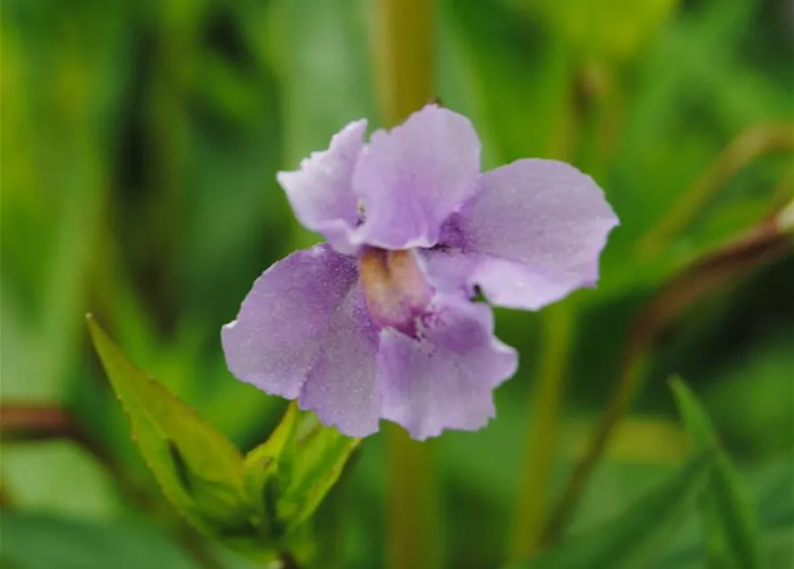 Offene Gauklerblume