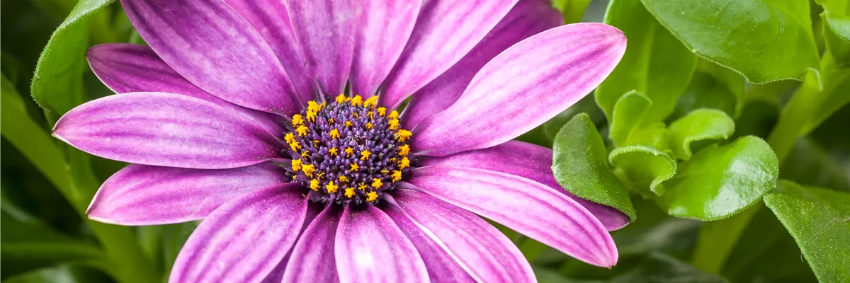 Osteospermum ecklonis