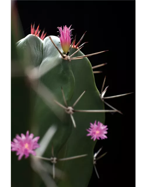 Floragard Kakteenerde