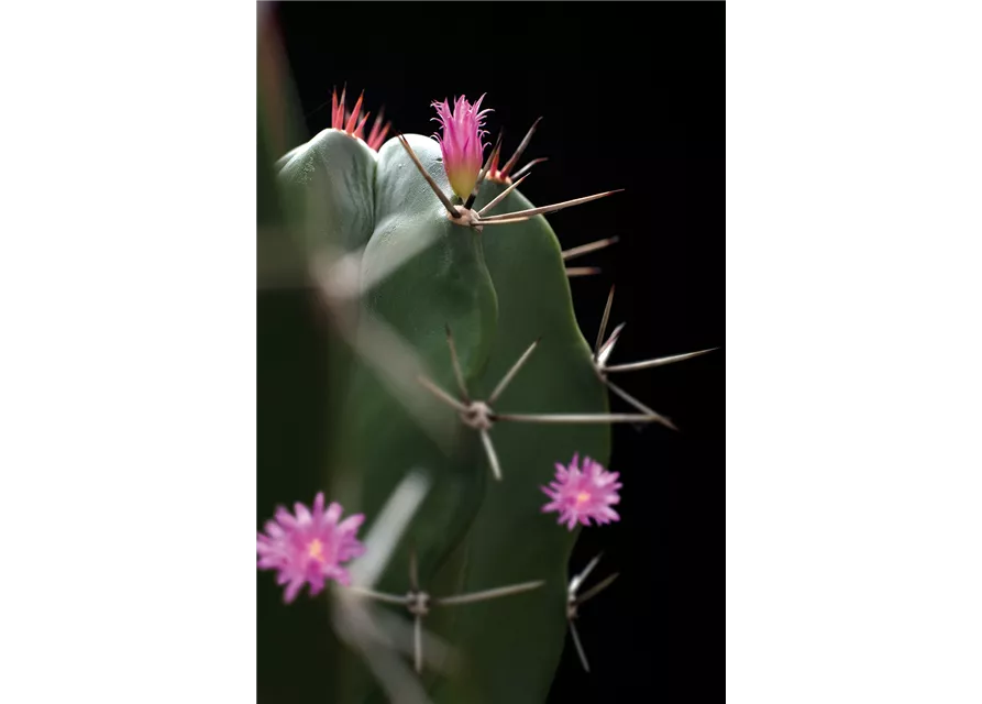 Floragard Kakteenerde