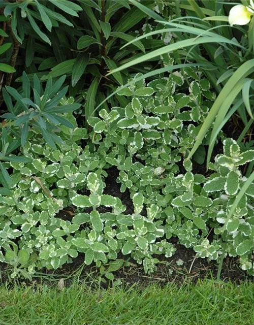 Buntblättrige Garten-Minze