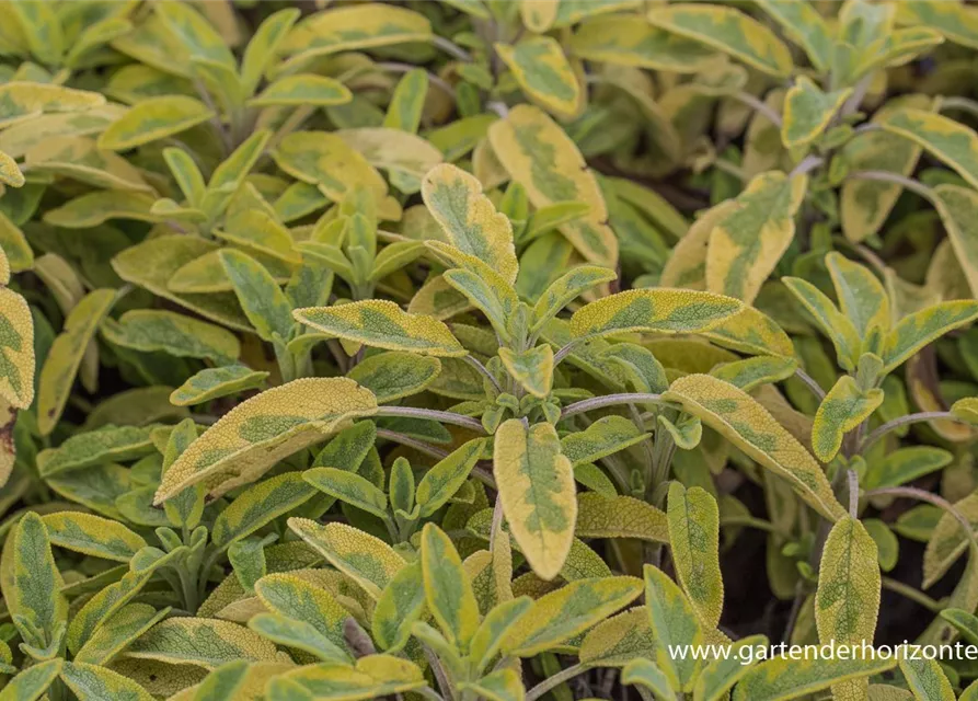 Salvia officinalis 'Icterina'