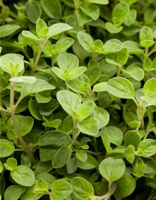 Origanum vulgare 'Compactum'