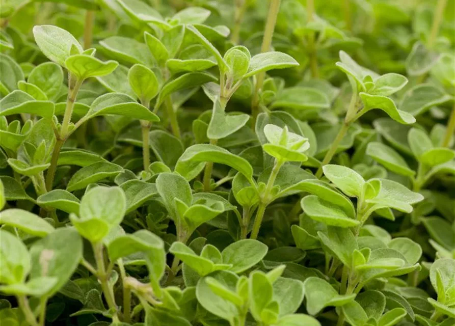 Origanum vulgare 'Compactum'