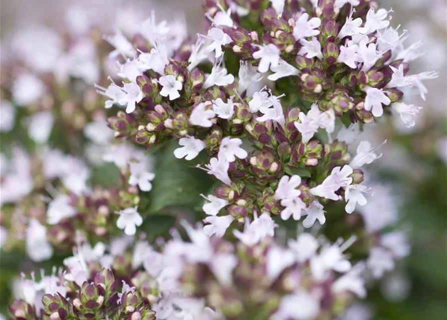 Origanum vulgare 'Compactum'