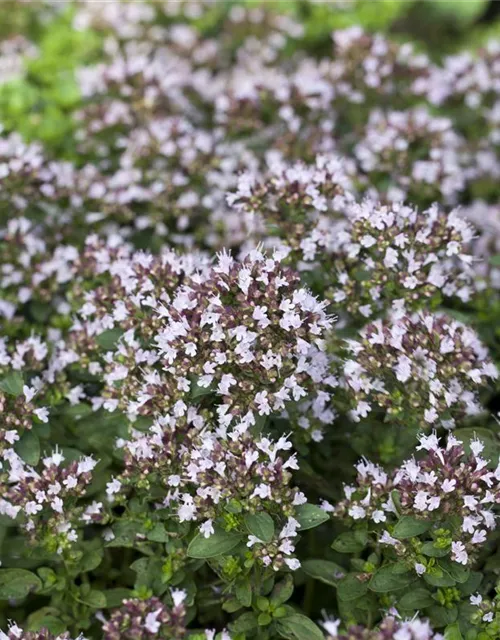 Origanum vulgare 'Compactum'