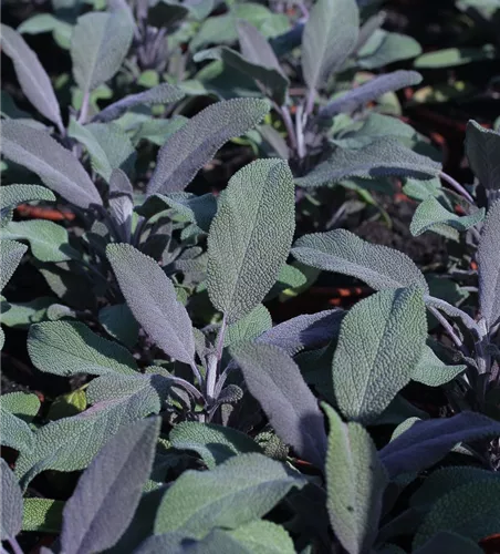 Salvia officinalis 'Purple Beauty'