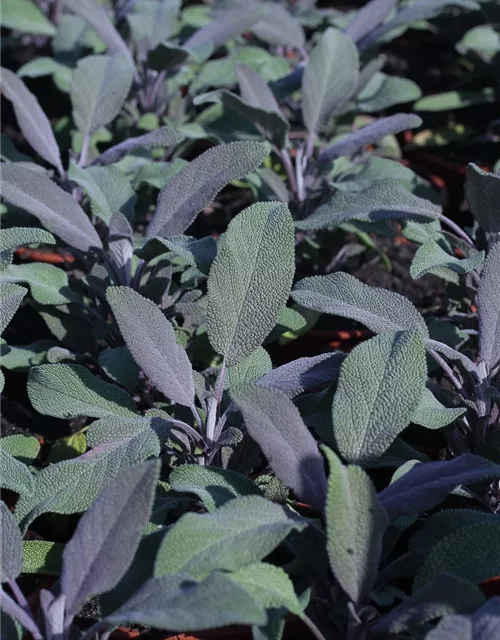 Salvia officinalis 'Purple Beauty'