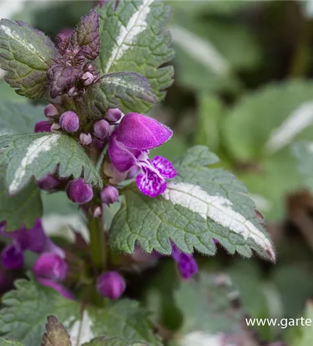 Lamium maculatum 'Chequers'